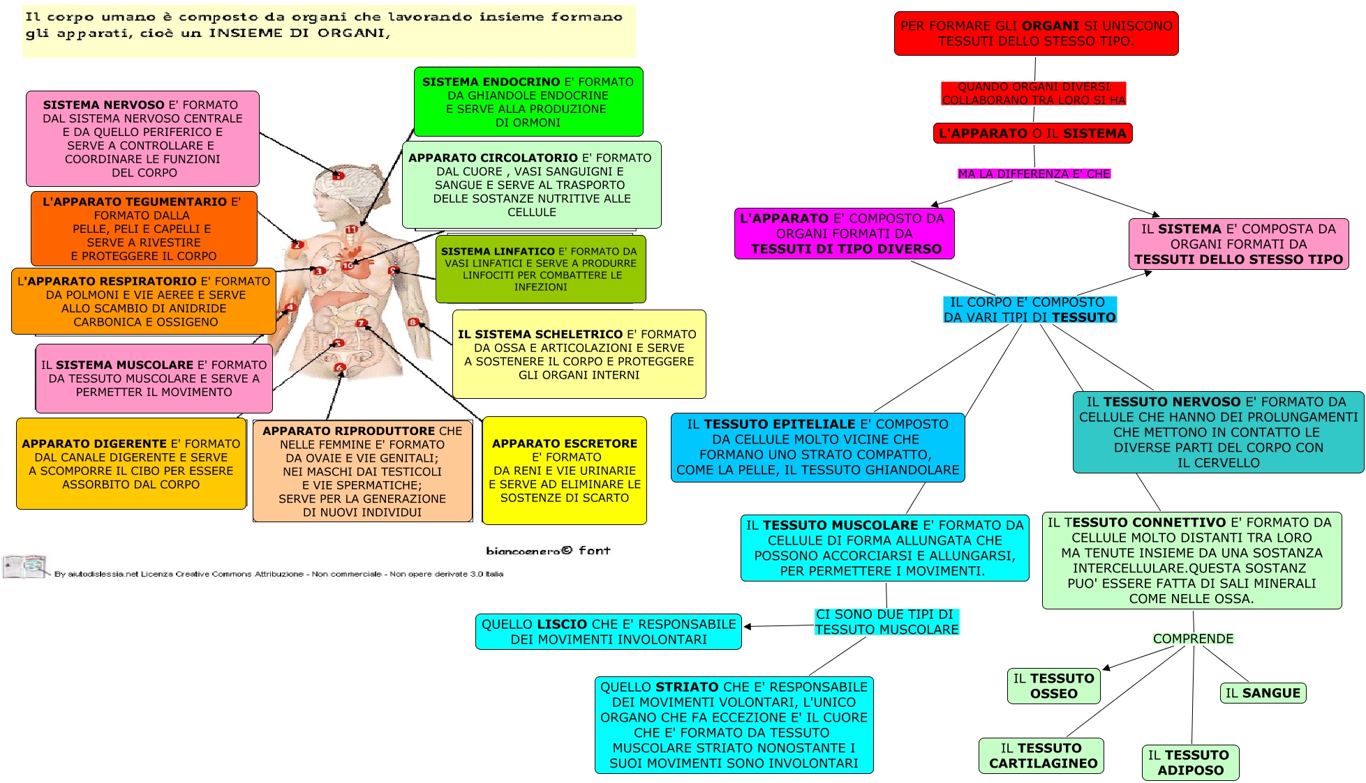 I Vari Tessuti Del Corpo Umano